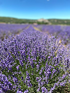 lavendelernte_01